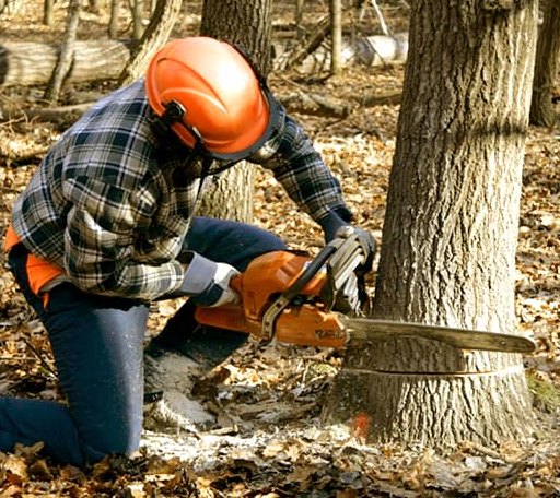 Tree Removal in Clarksburg, IN